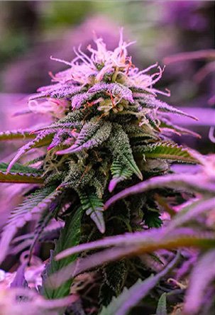 plant-growth